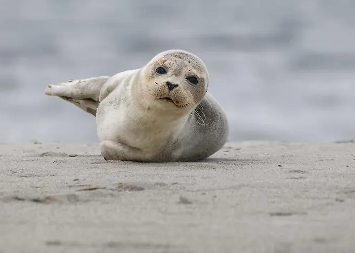 Gulfhaus Alte Meesterei *